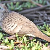 Zebra Dove